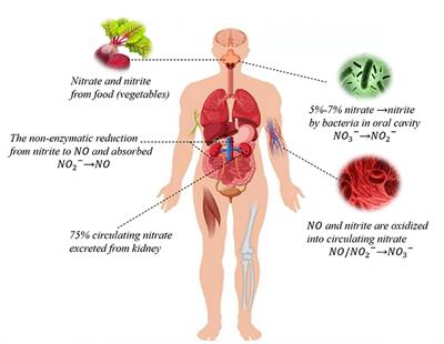 Nitrate Metabolism and Ischemic Cerebrovascular Disease: A Narrative Review